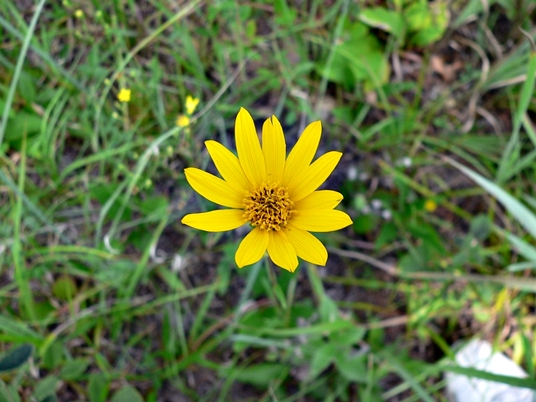 {Helianthus occidentalis}